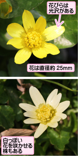 花びらは光沢がある。花は直径約25ミリメートル。白っぽい花を咲かせる株もある。