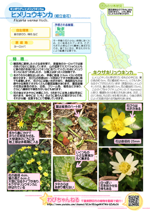 ヒメリュウキンカ（姫立金花）（キンポウゲ科ヒメリュウキンカ属）