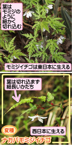 モミジイチゴの画像その3。葉はモミジのように細かく切れ込む。モミジイチゴは東日本に生える。変種・ナガバモミジイチゴ。葉は切れ込まず細長いかたち。西日本に生える。