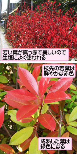 ベニカナメモチの画像その1。若い葉が真っ赤で美しいので生垣によく使われる。枝先の若葉は鮮やかな赤色。成熟した葉は緑色になる。