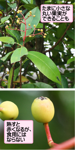 ベニカナメモチの画像その3。たまに小さな丸い果実ができることも。熟すと赤くなるが、食用にはならない。