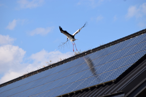 屋根の上で巣づくり（4月27日）写真提供：杜の公園ゴルフクラブ様