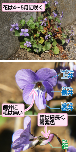 タチツボスミレの画像その1。花は4から5月に咲く。上弁/側弁/唇弁。側弁に毛は無い。距は細長く、薄紫色。距。