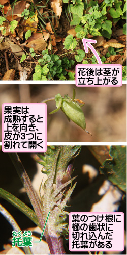 タチツボスミレの画像その2。花後は茎が立ち上がる。果実は成熟すると上を向き、皮が3つに割れて開く。托葉。葉のつけ根に櫛の歯状に切れ込んだ托葉がある。