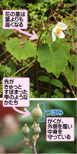 シラユキゲシの画像その1。花の茎は葉よりも高くなる。先がきゅっとすぼまった雫のようなかたち。つぼみ。がくが、外側を覆い中身を守っている。