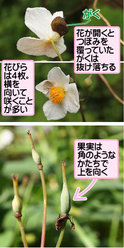 シラユキゲシの画像その2。がく。花が開くとつぼみを覆っていたがくは抜け落ちる。花びらは4枚。横を向いて咲くことが多い。果実は角のようなかたちで上を向く。