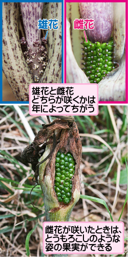 ウラシマソウの画像その2。雄花/雌花。雄花と雌花どちらが咲くかは年によってちがう。雌花が咲いたときは、とうもろこしのような姿の果実ができる。