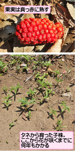 ウラシマソウの画像その3。果実は真っ赤に熟す。タネから育った子株。ここから花が咲くまでに何年もかかる。