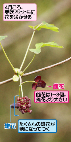 ミツバアケビの画像その1。4月ごろ、芽吹きとともに花を咲かせる。雌花。雌花は1から3個。雄花より大きい。雄花。たくさんの雄花が穂になってつく。