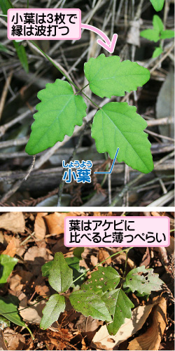 ミツバアケビの画像その3。小葉は3枚で縁は波打つ。小葉。葉はアケビに比べると薄っぺらい。