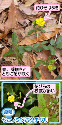 ミツバツチグリの画像その1。花びらは5枚。春、芽吹きとともに花が咲く。品種・ヤエノミツバツチグリ。花びらの枚数が多い。