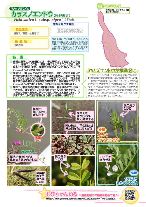 カラスノエンドウの図鑑