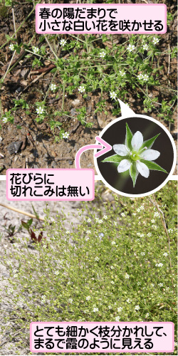 ノミノツヅリの画像その1。春の陽だまりで小さな白い花を咲かせる。花びらに切れこみは無い。とても細かく枝分かれして、まるで霞のように見える。