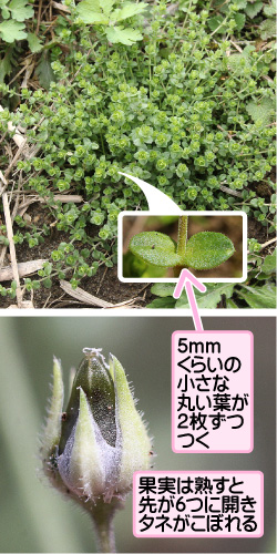 ノミノツヅリの画像その2。5mmくらいの小さな丸い葉が2枚ずつつく。果実は熟すと先が6つに開きタネがこぼれる。