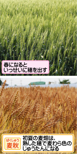 コムギの画像その3。春になるといっせいに穂を出す。麦秋・初夏の麦畑は、熟した穂で麦わら色のじゅうたんになる。