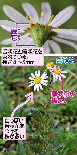 ユウガギクの画像その1。総苞。舌状花と筒状花を束ねている。長さ4から5ミリメートル。舌状花/筒状花の集まり。白っぽい舌状花をつける株が多い。