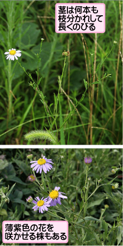 ユウガギクの画像その2。茎は何本も枝分かれして長くのびる。薄紫色の花を咲かせる株もある。