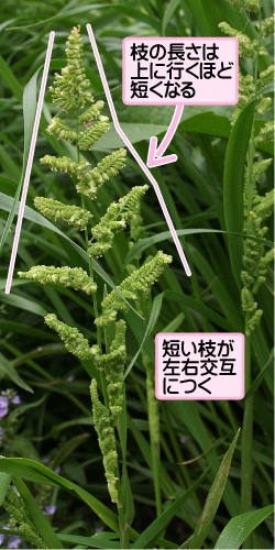 カズノコグサ 数の子草 イネ科ミノゴメ属 野田市ホームページ