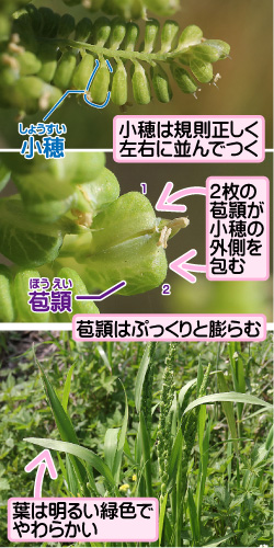 カズノコグサの画像その2。小穂。小穂は規則正しく左右に並んでつく。2枚の苞頴が小穂の外側を包む。苞頴。苞頴はぷっくりと膨らむ。葉は明るい緑色でやわらかい。