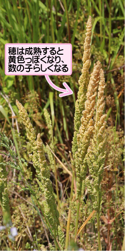 カズノコグサの画像その3。穂は成熟すると黄色っぽくなり、数の子らしくなる。