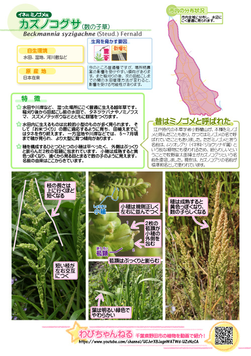カズノコグサの図鑑