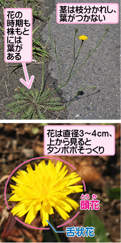 ブタナの画像その1。花の時期も株もとには葉がある。茎は枝分かれし、葉がつかない。花は直径3から4cm、上から見るとタンポポそっくり。頭花/舌状花。