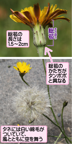 ブタナの画像その2。総苞の長さは1.5から2cm。総苞。総苞のかたちがタンポポと異なる。タネには白い綿毛がついていて、風とともに空を舞う。