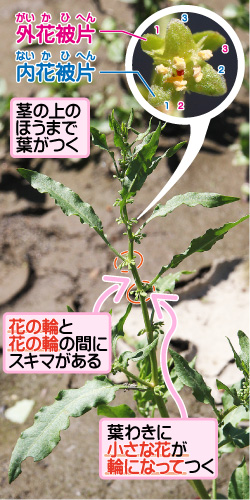 コギシギシの画像その1。外花被片/内花被片。茎の上のほうまで葉がつく。花の輪と花の輪の間にスキマがある。葉わきに小さな花が輪になってつく。