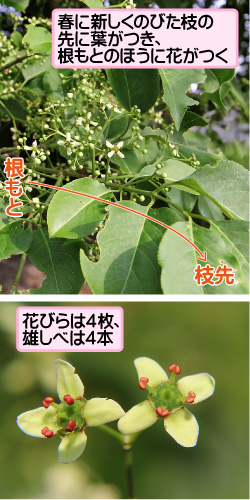 マユミの画像その1。春に新しくのびた枝の先に葉がつき、根もとのほうに花がつく。根もと/枝先。花びらは4枚、雄しべは4本。