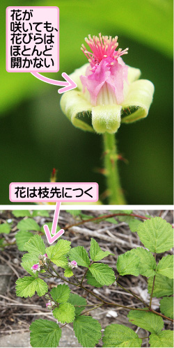 ナワシロイチゴの画像その1。花が咲いても、花びらはほとんど開かない。花は枝先につく。