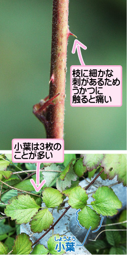 ナワシロイチゴの画像その3。枝に細かな刺があるためうかつに触ると痛い。小葉は3枚のことが多い。小葉。