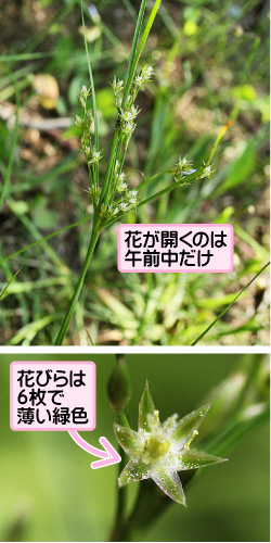 クサイの画像その1。花が開くのは午前中だけ。花びらは6枚で薄い緑色。