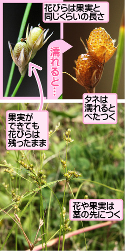 クサイの画像その2。花びらは果実と同じくらいの長さ。果実ができても花びらは残ったまま。濡れると…。タネは濡れるとべたつく。花や果実は茎の先につく。