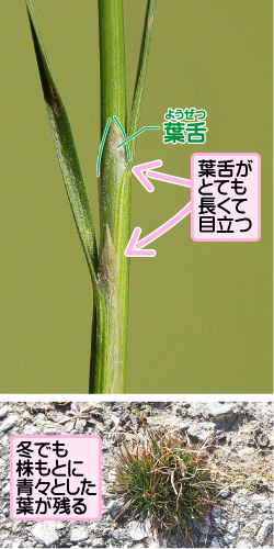 クサイの画像その3。葉舌。葉舌がとても長くて目立つ。冬でも株もとに青々とした葉が残る。