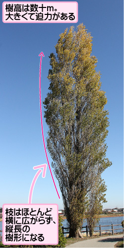 ポプラの画像その1。樹高は数十メートル。大きくて迫力がある。枝はほとんど横に広がらず、縦長の樹形になる。