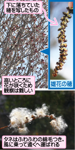 ポプラの画像その2。雄花の穂。下に落ちていた穂を写したもの。高いところに花が咲くため観察は難しい。タネはふわふわの綿毛つき。風に乗って遠くへ運ばれる。