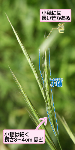 キツネガヤの画像その2。小穂には長い芒がある。小穂/芒。小穂は細く長さ3から4センチメートルほど。