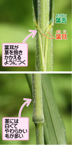 キツネガヤの画像その3。葉舌/葉耳。葉耳が茎を抱きかかえるようにつく。茎には白くてやわらかい毛が多い。