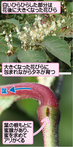 イタドリの画像その2。白いひらひらした部分は花後に大きくなった花びら。大きくなった花びらに包まれながらタネが育つ。葉。葉の根もとに蜜腺があり、蜜を求めてアリがくる。