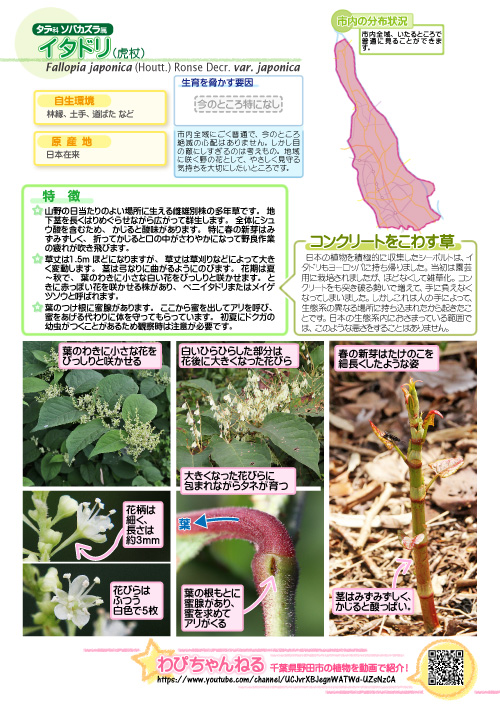 イタドリの図鑑