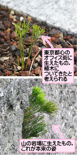 マツバランの画像その3。東京都心のオフィス街に生えたもの。植木についてきたと考えられる。山の岩場に生えたもの。これが本来の姿。