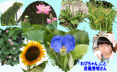 夏の草花を探しに行こう 野田市ホームページ