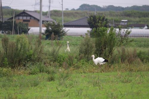 カズとレイ