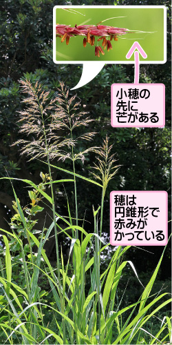 セイバンモロコシの画像その1。小穂の先に芒がある。穂は円錐形で赤みがかっている。