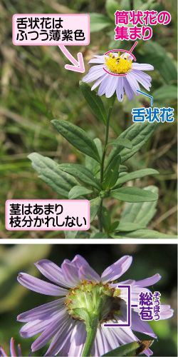 カントウヨメナの画像その1。舌状花はふつう薄紫色。筒状花の集まり/舌状花。茎はあまり枝分かれしない。総苞。