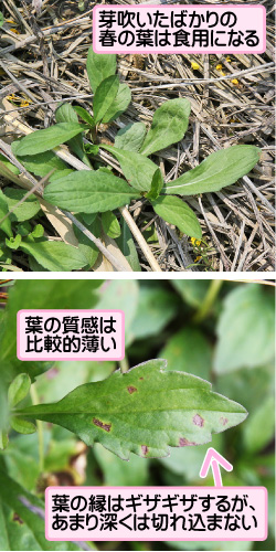 カントウヨメナの画像その3。芽吹いたばかりの春の葉は食用になる。葉の質感は比較的薄い。葉の縁はギザギザするが、あまり深くは切れ込まない。