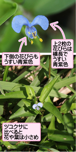 シマツユクサの画像その1。上2枚の花びらは横長でうすい青紫色。下側の花びらもうすい青紫色。ツユクサに比べると花や葉は小さめ。