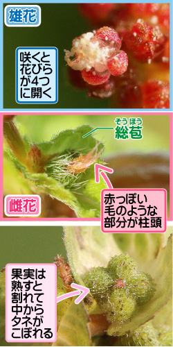 エノキグサの画像その2。雄花/咲くと花びらが4つに開く。雌花/赤っぽい毛のような部分が柱頭。総苞。果実は熟すと割れて中からタネがこぼれる。