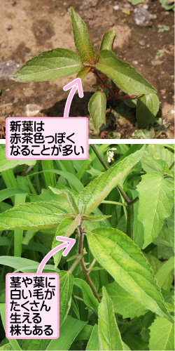 エノキグサの画像その3。新葉は赤茶色っぽくなることが多い。茎や葉に白い毛がたくさん生える株もある。