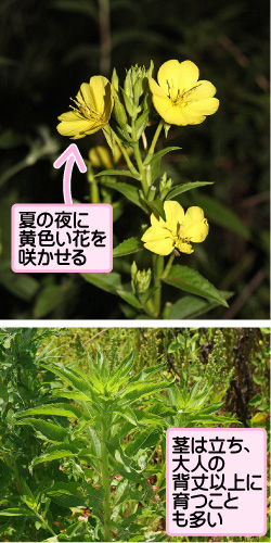 メマツヨイグサの画像その1。夏の夜に黄色い花を咲かせる。茎は立ち、大人の背丈以上に育つことも多い。